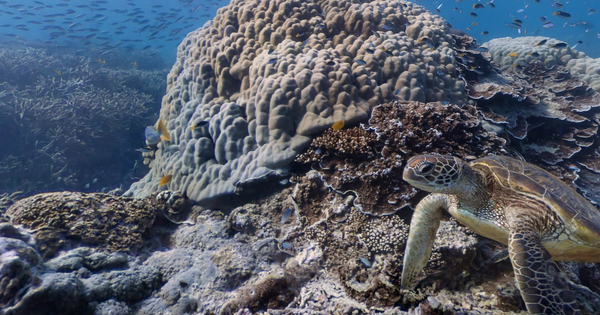 Google Street View Goes Under The Sea! You Don’t Have To Be A Diver To Love These Photos