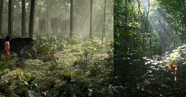 Wow, Sabah’s Forests Actually Inspired These Gorgeous Scenes In ‘The Jungle Book’!