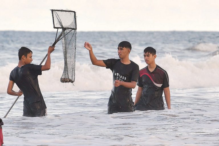 Long lost sea snails converge at Pantai Rusila