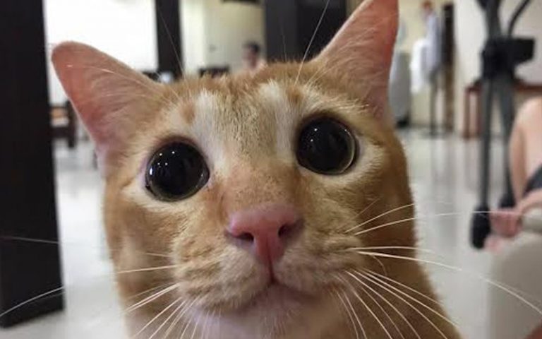 Coffee, tea or Nuni? This naughty cat loves hanging out at a cafe