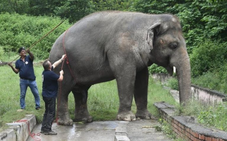 Pakistan’s loneliest elephant set for flight to new home