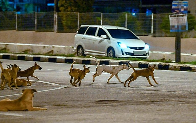 Rabies cases in Sibu at alarming level, says assistant minister