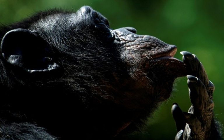 Baby chimp revives hope for Guinea’s almost extinct apes