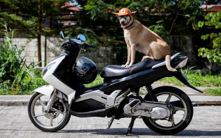 Bogie the biker dog is the coolest canine
