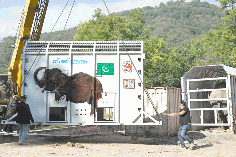  ‘Do you believe’: Pakistan elephant set for flight after Cher campaign