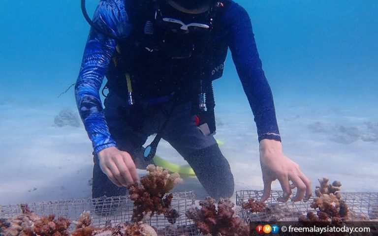Sabah green light for diving activities to resume