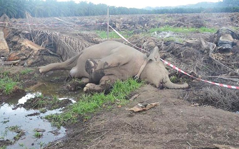 Carcass of elephant found in Sabah, poisoning not ruled out