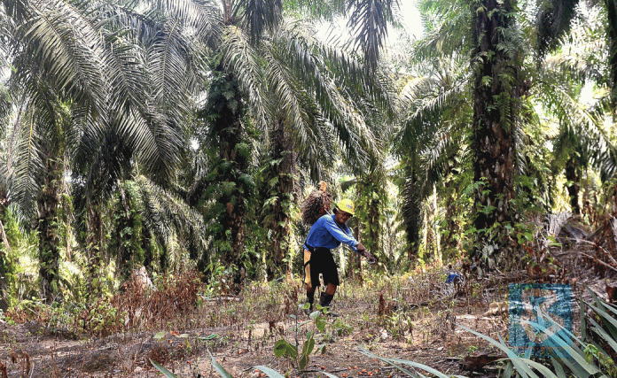 ‘Govt expected to earn palm oil windfall profit levy’