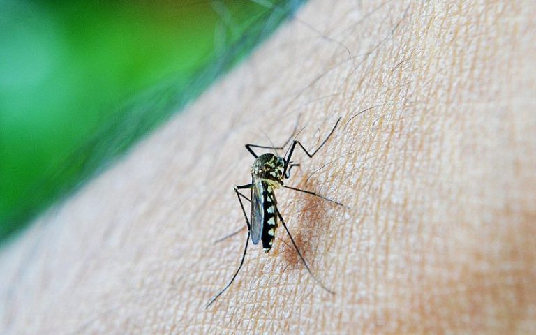 Fight against malaria reaching plateau, warns WHO