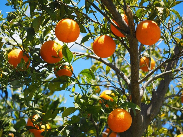 Oranges became super popular during lockdowns, not so anymore