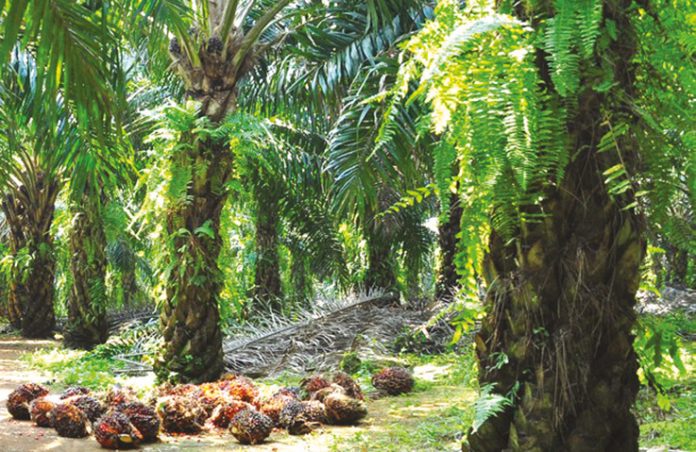 RM500m targeted from palm oil windfall tax