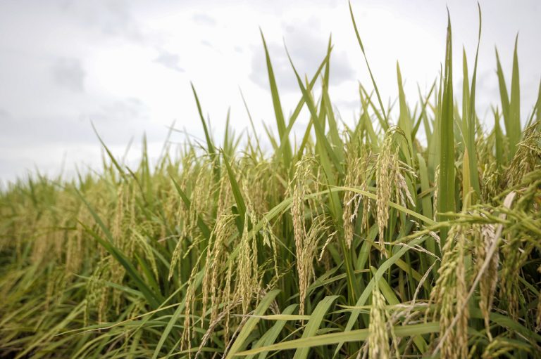 Perlis plans opening 600-hectare site to produce paddy seeds