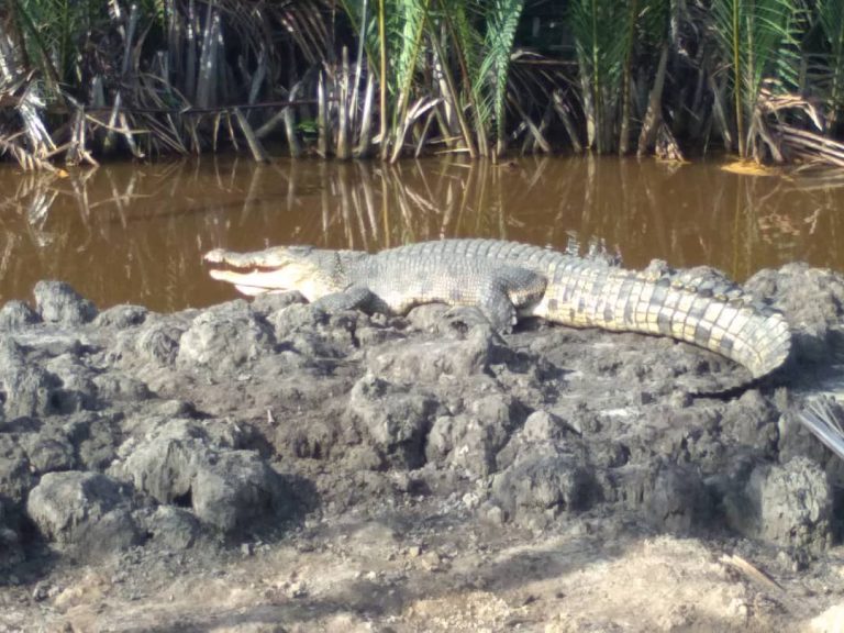 Boy attacked by crocodile