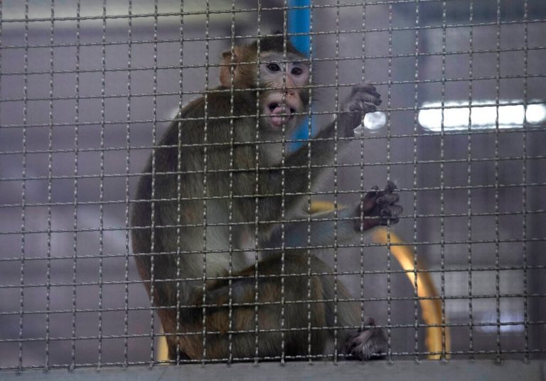 Man who shot and painted trapped monkey fined RM9,000