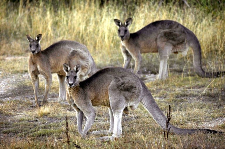 Like dogs, kangaroos can learn to communicate with humans