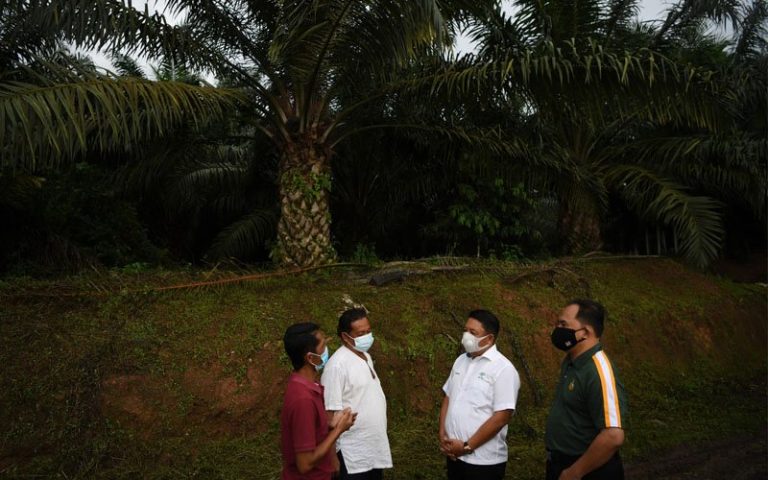 Kerajaan jangka peroleh cukai luar biasa daripada kelapa sawit
