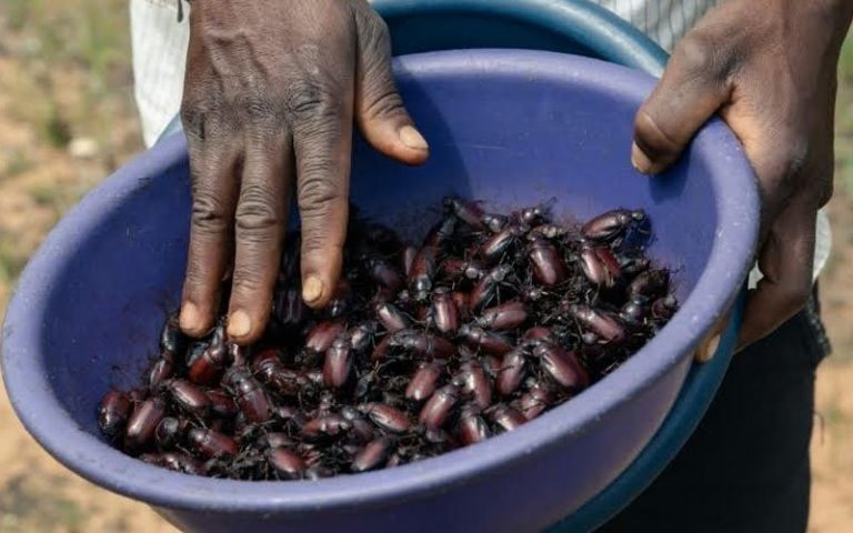 ‘Tis the season to snack on beetles