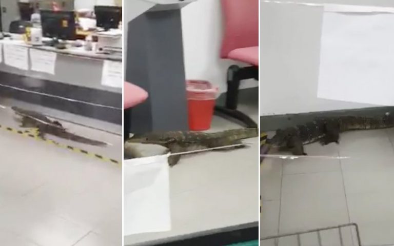 Large monitor lizard climbs 3 floors into bank’s office in Penang