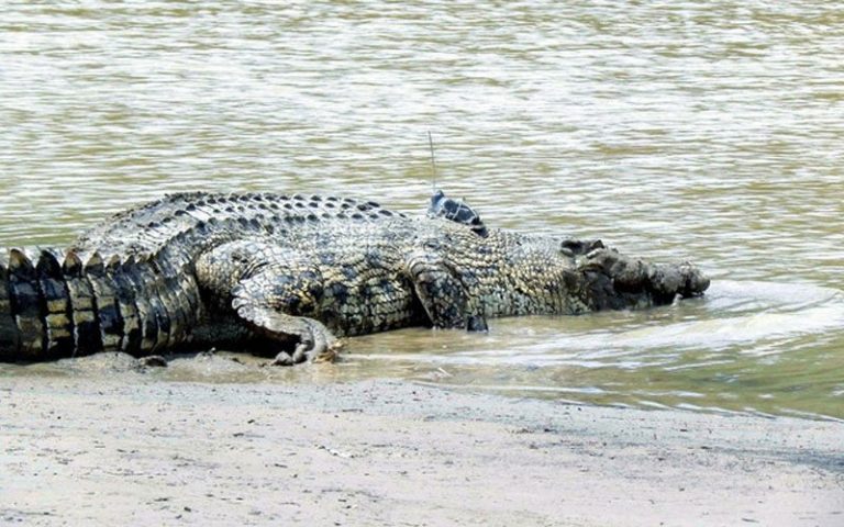 Boy escapes croc’s jaws of death thanks to help from friends