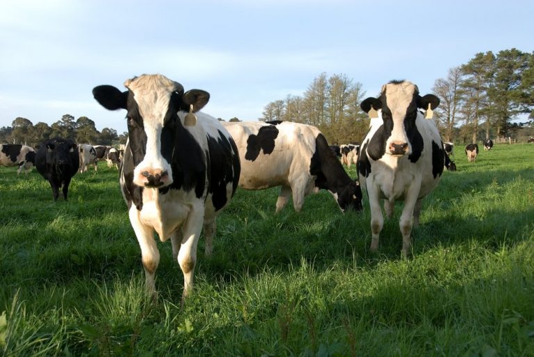 Britain plans to ban live animal exports for slaughter after Brexit