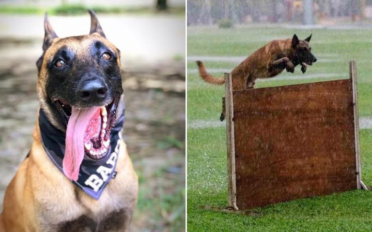 Baros the Belgian Shepherd is an absolute top dog