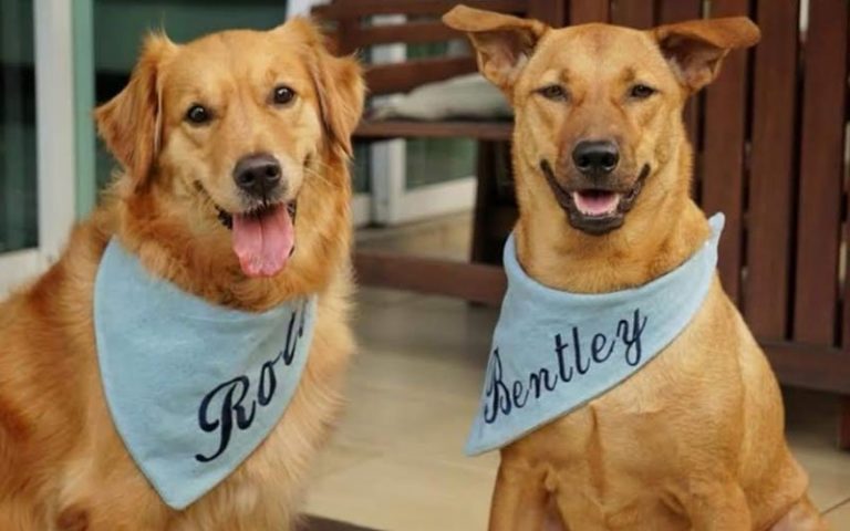 Rolls and Bentley, two adoptees living the good life