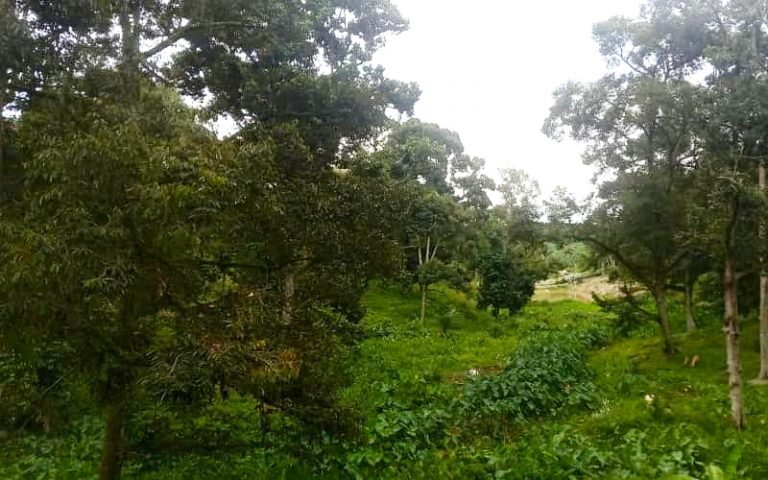 Isu tanah pekebun di Raub tidak jejas pengeluaran durian, kata timbalan menteri
