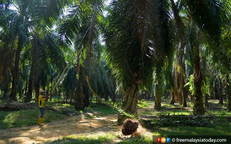 How an oil palm estate brought down the Perak MB