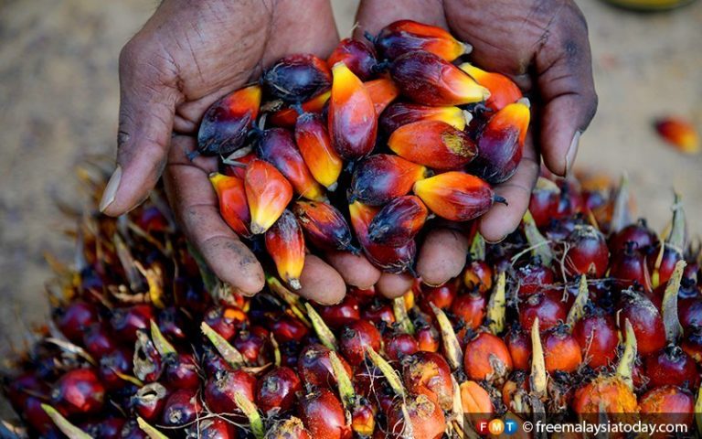 Opposition criticises govt’s new slogan to promote palm oil, calling it ‘dangerous’