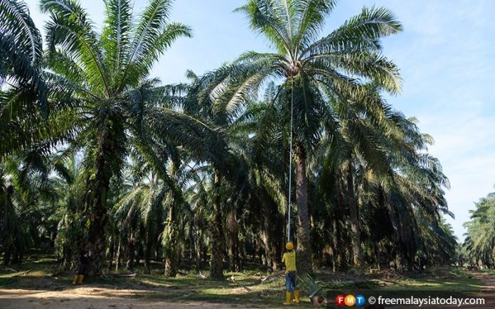 Central Asia and Africa the growth areas for our palm oil producers