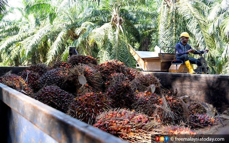 Palm oil workers discouraged from going home, rights groups say