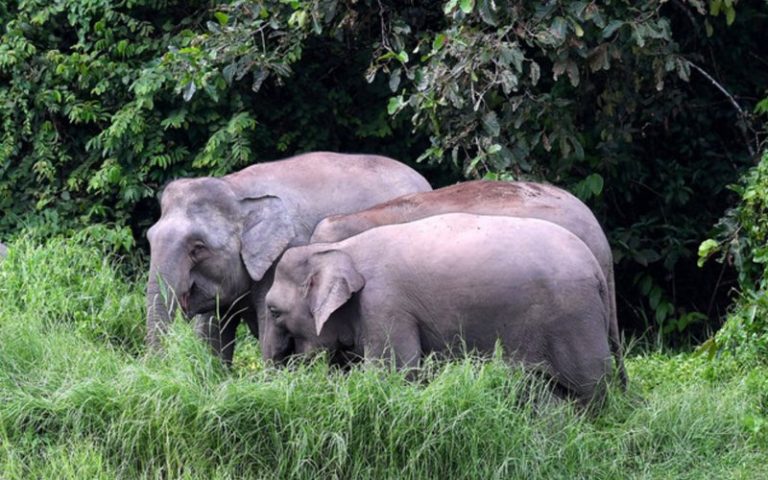 Wild elephants on rampage at Orang Asli village