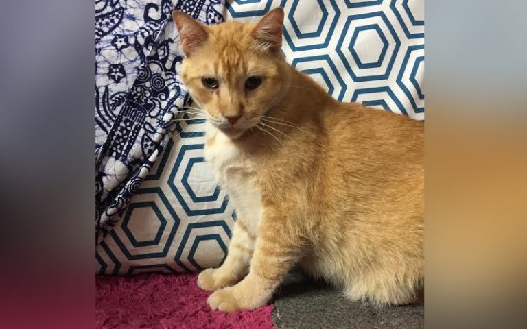 Jeduu, the gentleman cat who almost lost his life