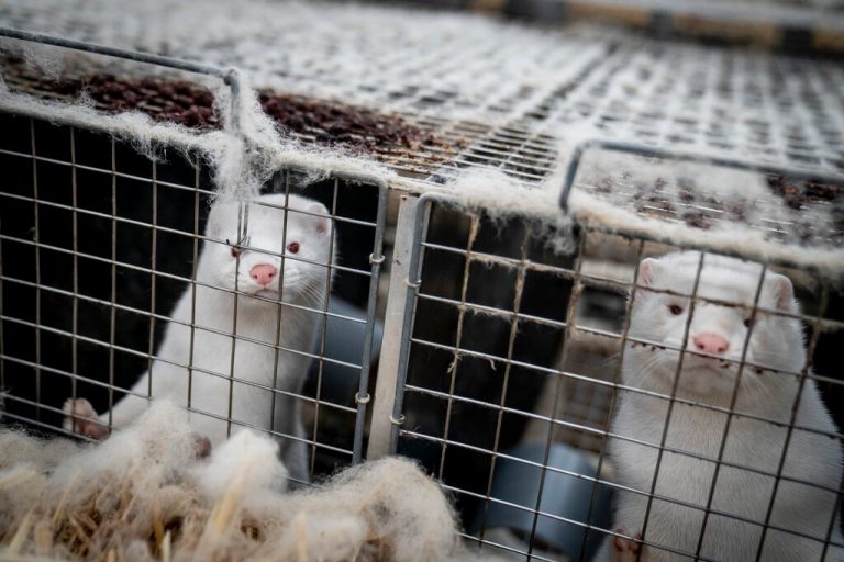 Denmark bans mink farming for a year after coronavirus cull