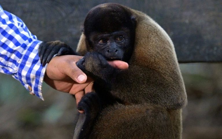 The quest to save Amazon’s orphan monkeys