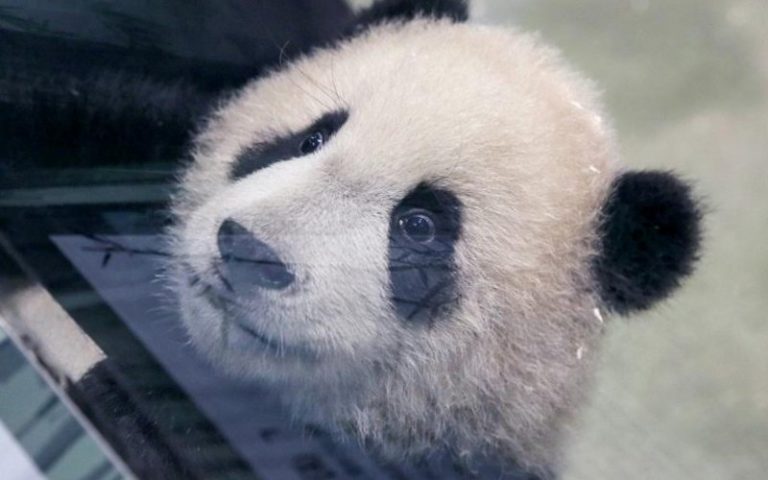 Second Taiwan-born panda cub is shown to media