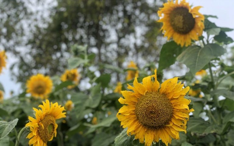 Jom bergambar di ladang bunga matahari di Bagan Datuk