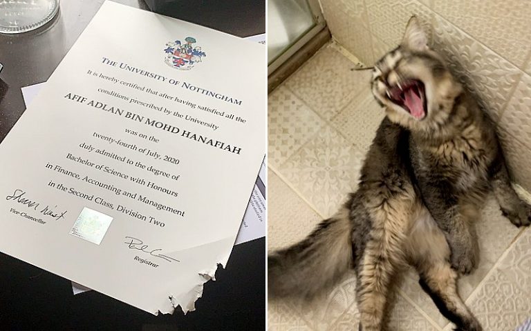 Cat gains international fame after chewing up owner’s Degree