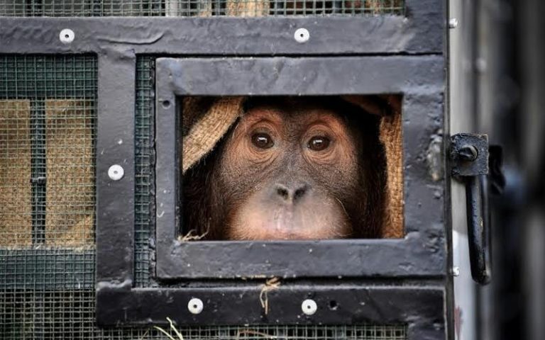 It’s home free for two smuggled Indonesian orangutans
