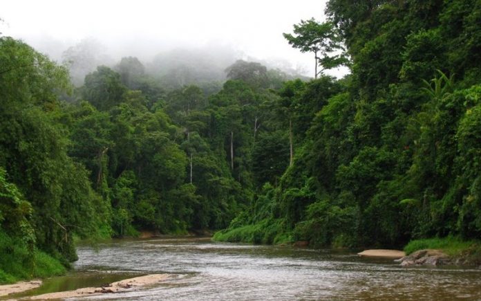 Mining in Ulu Muda a risk to water security, says activist