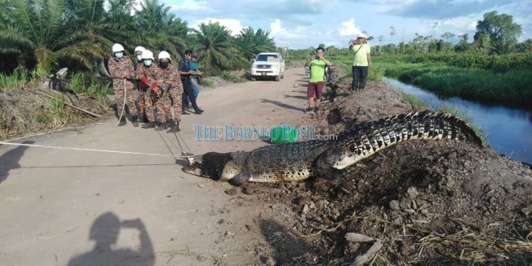 Enormous crocodile pulled from drain moved to Miri Crocodile Farm safely