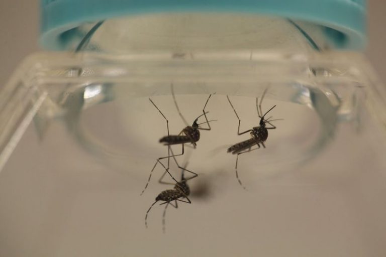 Dengue cases spike 30.8pc in N. Sembilan, says state exco
