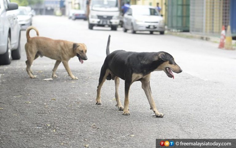 Killing of dogs: Is the Animal Welfare Act adequately enforced?