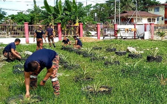 Nanas jadi tanaman ‘hiasan’ balai bomba KK, indah landskap sambil tunggu hasil