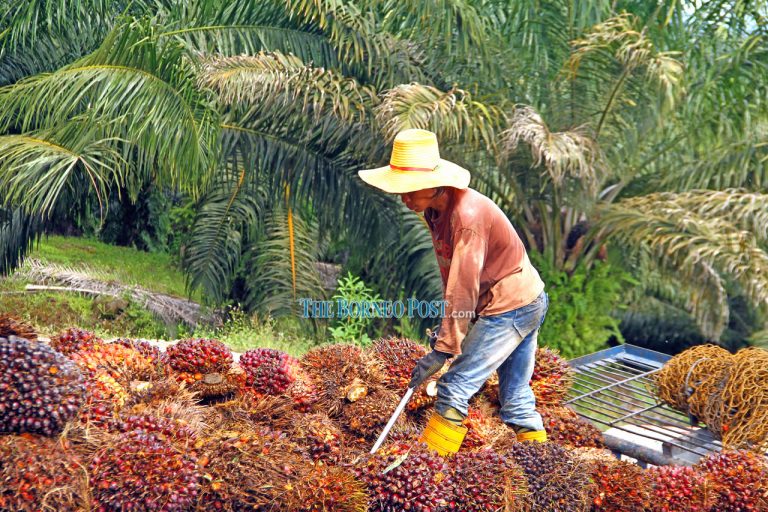 SDMC allows recruitment of foreign workers to Sarawak from Jan 1, 2021