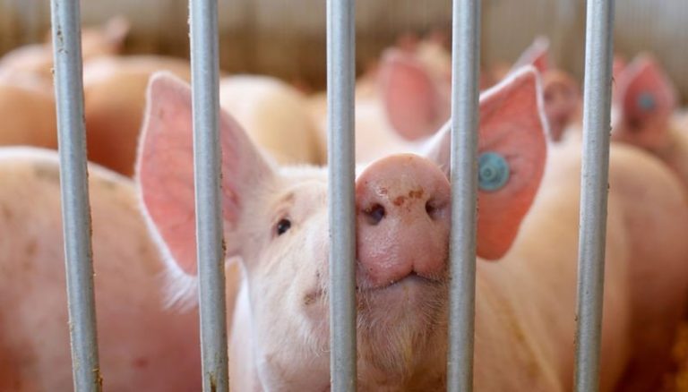Flush with cash, Chinese hog producer builds world’s largest pig farm
