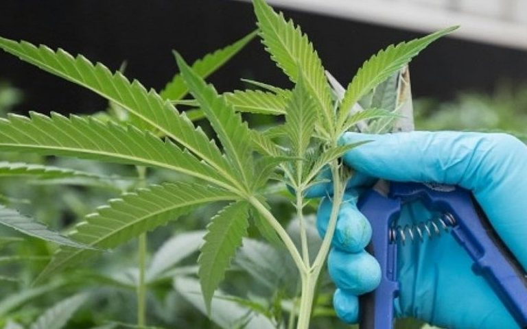Cannabis controls in Malaysia unaffected by UN move, says Hamzah