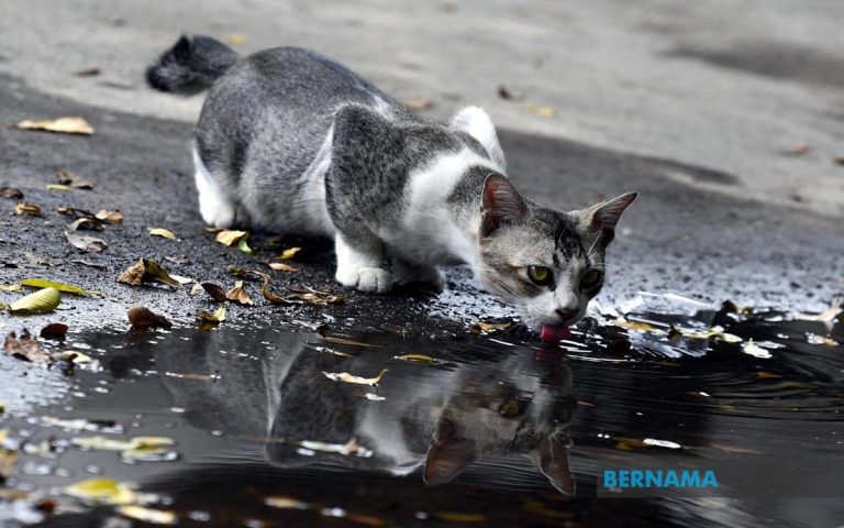 Cat trapped, pinned to death by roller shutter in Johor Bahru