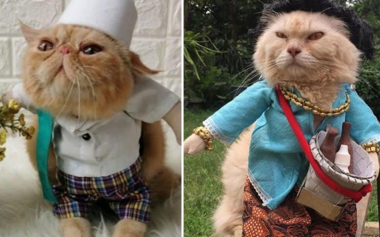 Bekas guru, cipta kostum untuk kucing