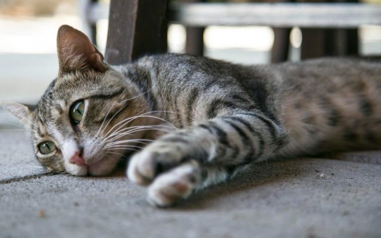 Perlukah kucing dimandikan dengan kerap?